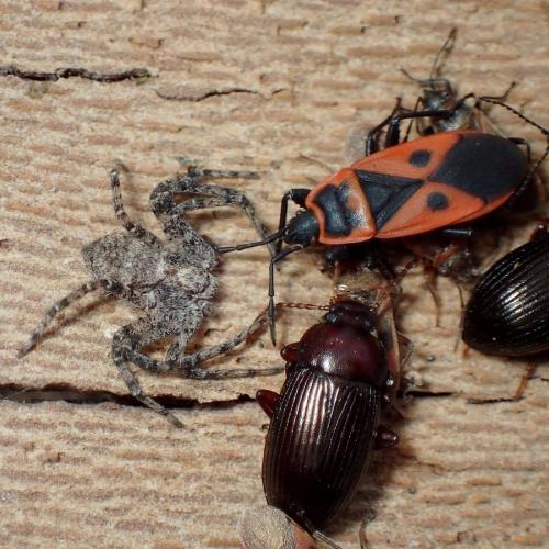 Scantius aegyptius